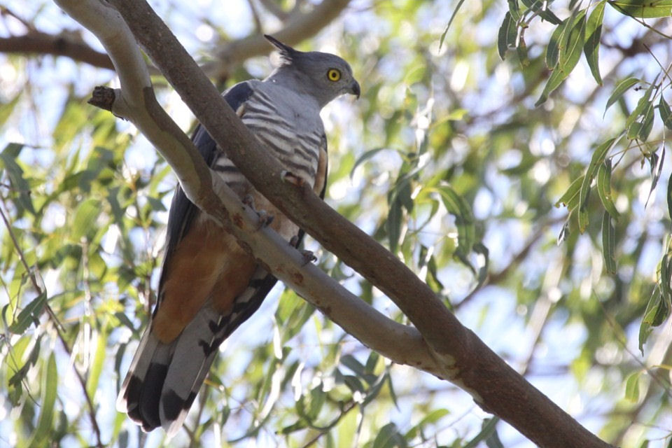 Pacific Baza (Aviceda subcristata)